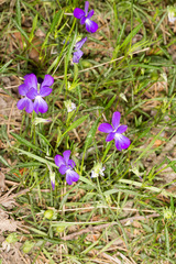 Viola corsica