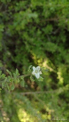 Lycium ciliatum