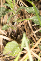 Viola corsica