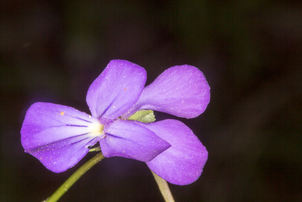 Viola corsica; photograph (c) Drepanostoma, some rights reserved (CC BY)