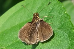 Callimormus interpunctata