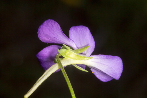 Viola corsica, photograph 2