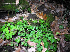 Anemonoides apennina