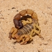 Cape Thicktail Scorpion - Photo (c) Willem Van Zyl, some rights reserved (CC BY-NC), uploaded by Willem Van Zyl