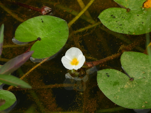 Sagittaria guayanensis ssp. guayanensis