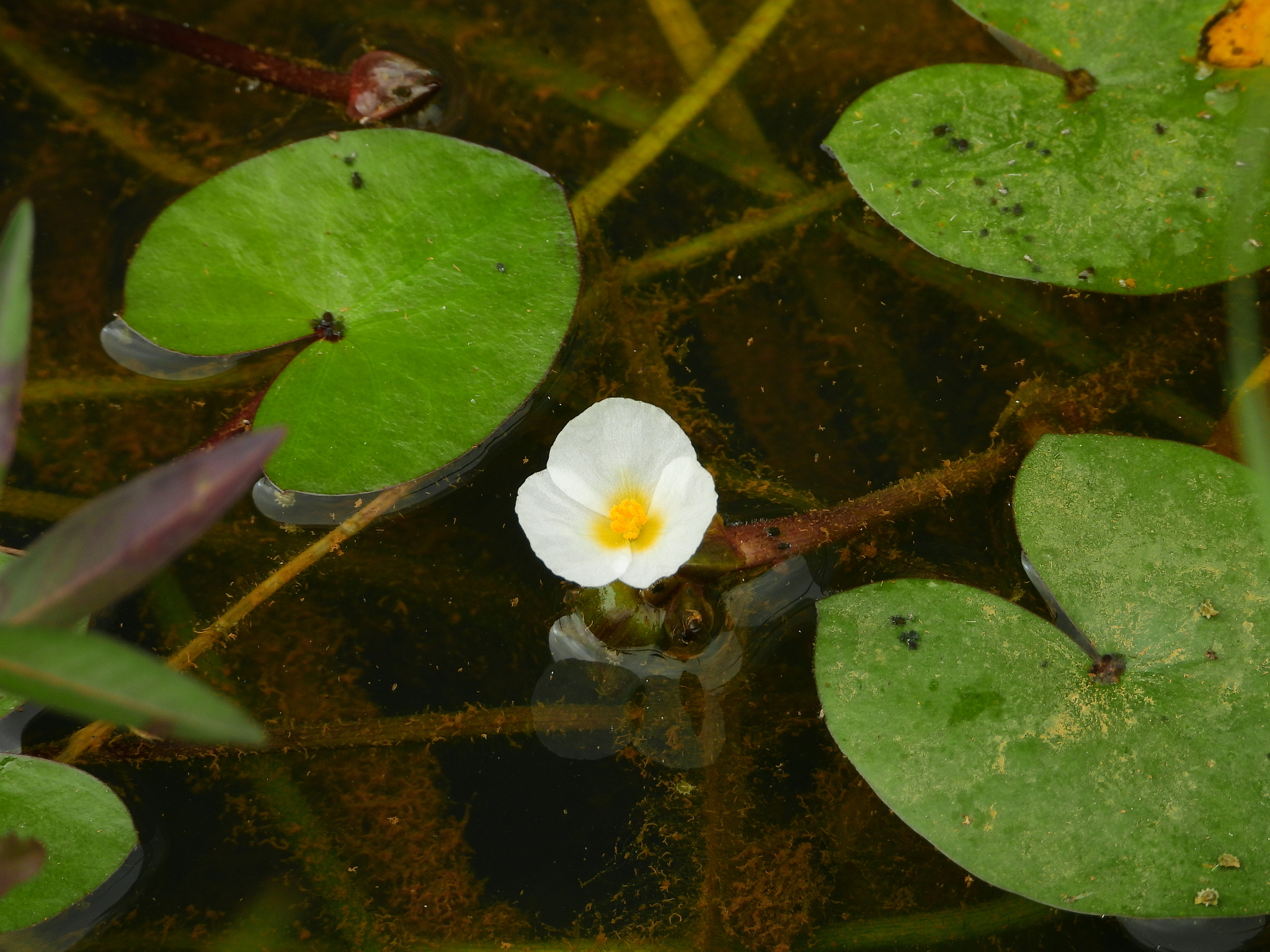 Sagittaria guayanensis ssp. guayanensis