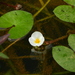 Sagittaria guayanensis guayanensis - Photo (c) Sébastien SANT, some rights reserved (CC BY-NC), uploaded by Sébastien SANT