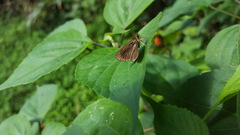 Callimormus interpunctata