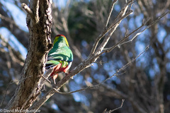 Purpureicephalus spurius