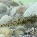 Italian Spring Goby - Photo (c) Ernesto Cavallini, some rights reserved (CC BY-NC), uploaded by Ernesto Cavallini