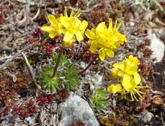 Draba aizoides