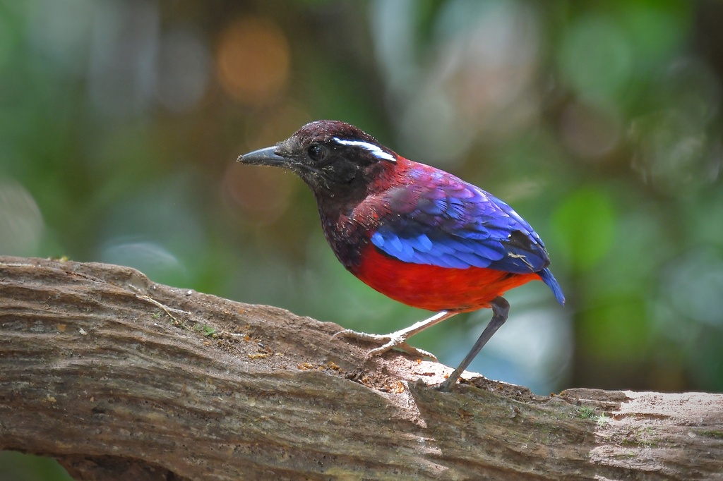 Black-Crowned Pitta