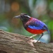 Black-crowned Pitta - Photo (c) piyapong, some rights reserved (CC BY-NC)