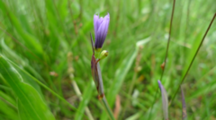 Sisyrinchium