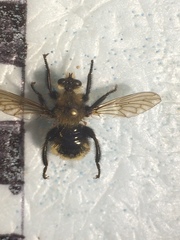 Laphria posticata