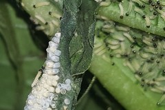 Placidina euryanassa