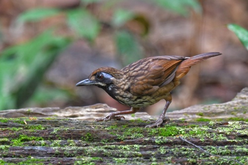 Black-throated Wren-Babbler