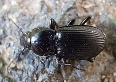 Pterostichus melas