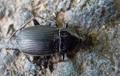 Pterostichus melas