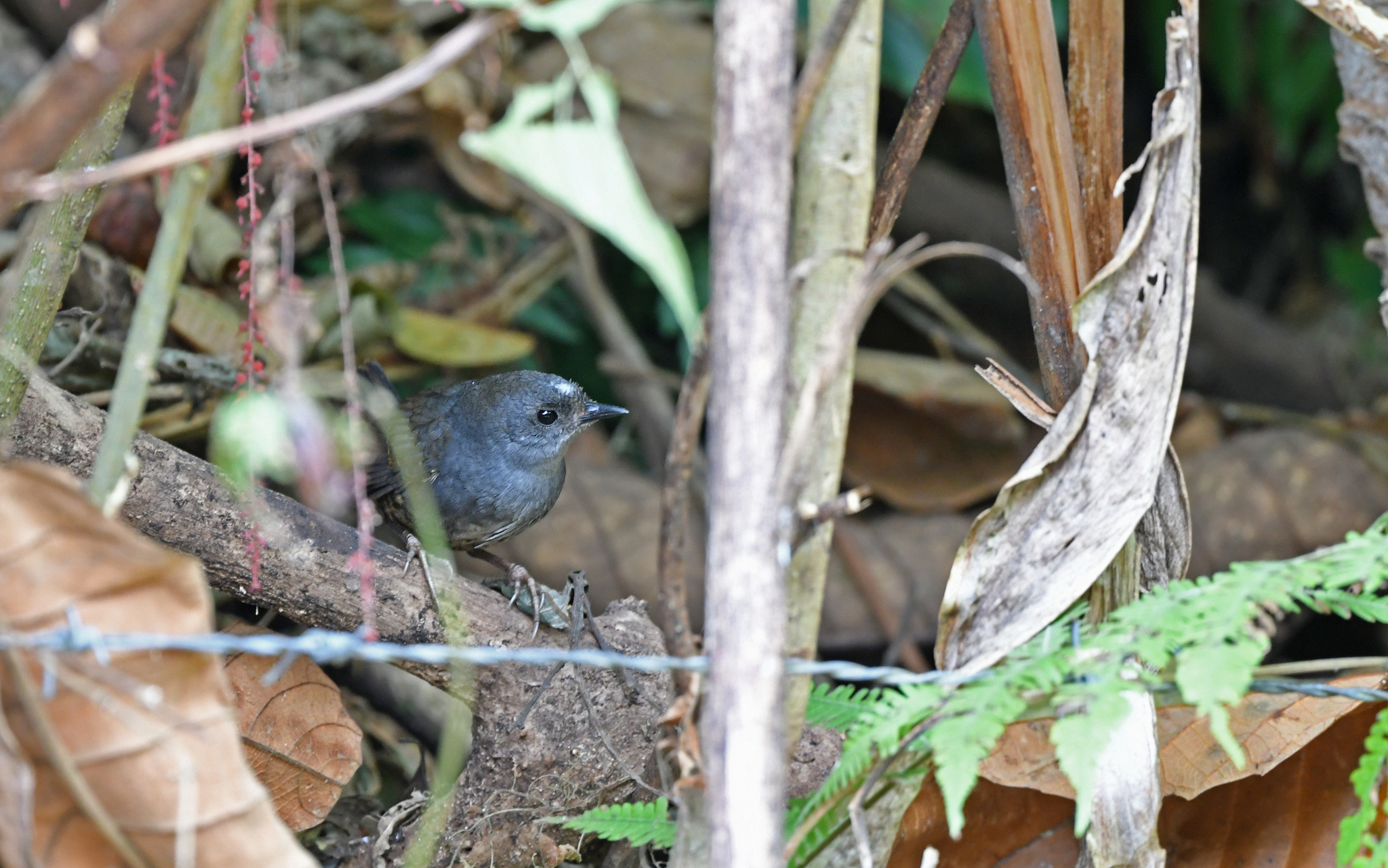 Santa Marta Tapaculo illustration