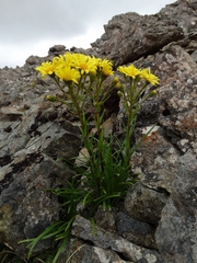 Dolichoglottis lyallii