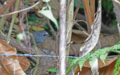 Santa Marta Tapaculo photo 2