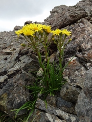 Dolichoglottis lyallii