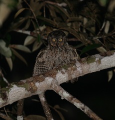 Otus magicus magicus