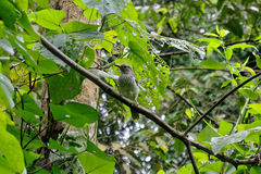 Oriolus crassirostris