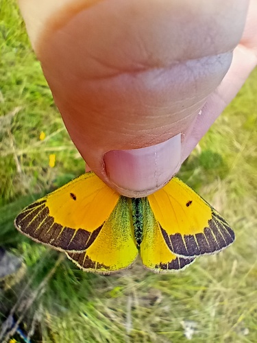Photo of Lesser Clouded Yellow (Colias chrysotheme)