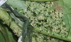 Placidina euryanassa