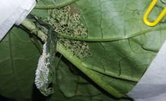 Placidina euryanassa