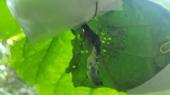 Placidina euryanassa