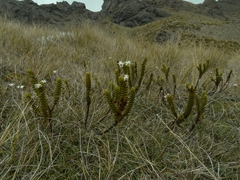 Veronica pauciramosa