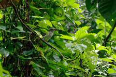 Oriolus crassirostris