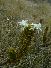 Veronica pauciramosa