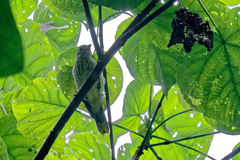 Oriolus crassirostris