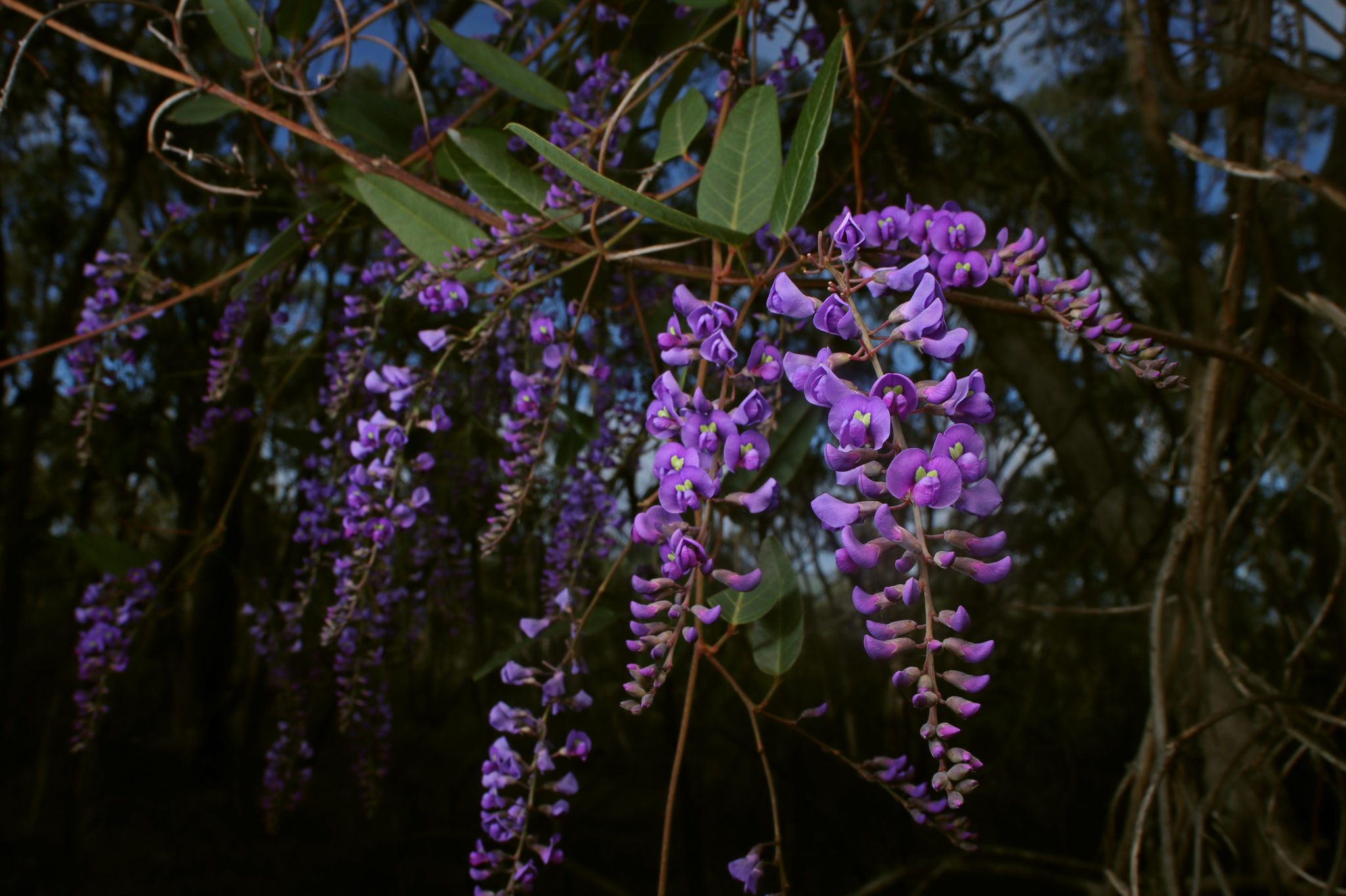 Hardenbergia violacea