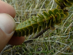 Veronica pauciramosa