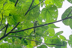 Oriolus crassirostris