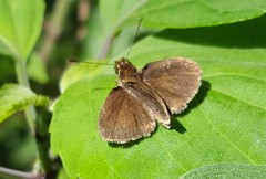 Callimormus interpunctata