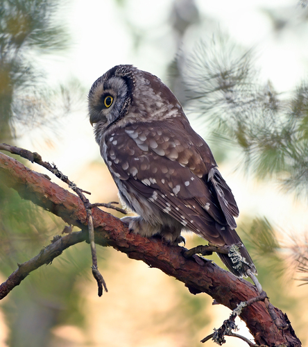 Mochuelo boreal (Aegolius funereus)