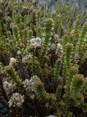 Veronica epacridea