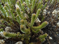 Veronica epacridea