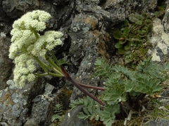 Anisotome pilifera
