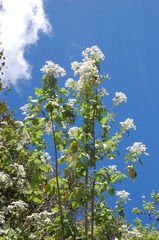 Montanoa leucantha