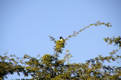 Copsychus albospecularis