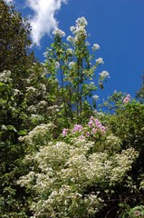 Montanoa leucantha