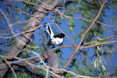 Copsychus albospecularis