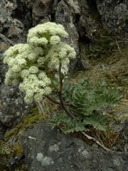 Anisotome pilifera